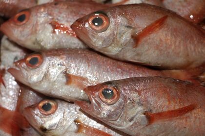 東大宮の居酒屋で評判の駄々家がブログで情報を発信中です
